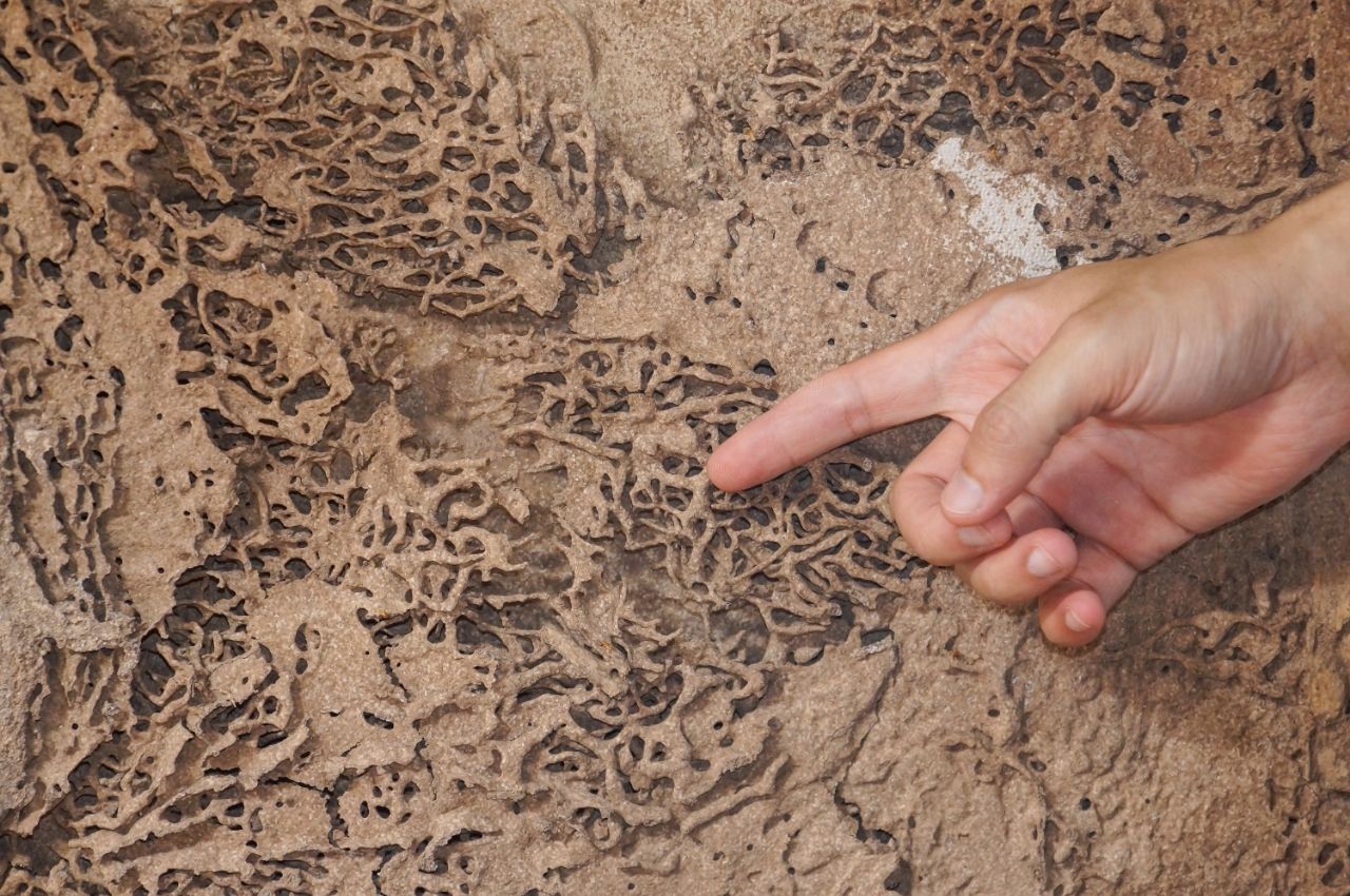 Signs of Termites in Drywall