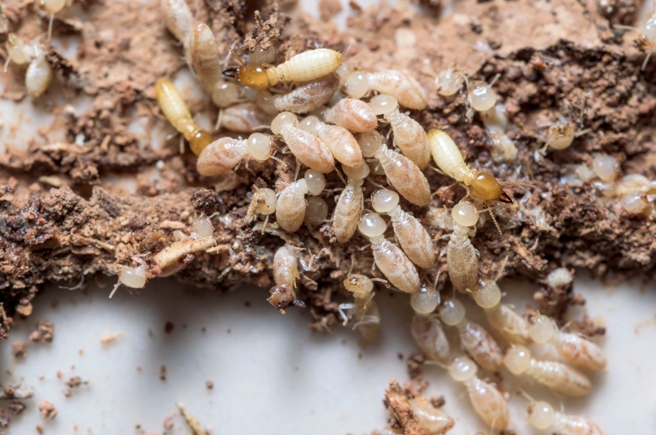 Termite Damage to Drywall